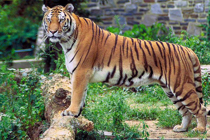 xKgiPanthera tigris tigrisj
